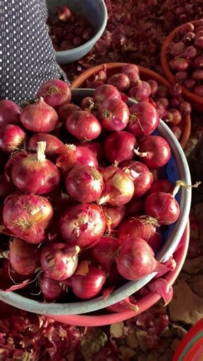 Fresh Onion Export from India 2026 | Red Onion Supplier for Africa USA Canada