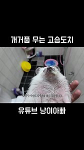 고슴도치의 개거품 만들기 행동