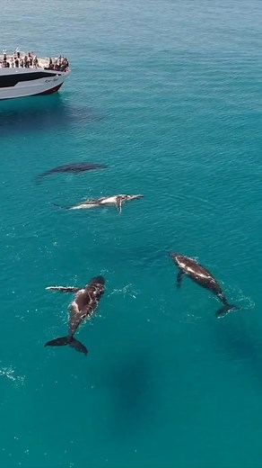 Don’t miss the breathtaking sight of humpback whales in Moreton Bay from June to October. Your front-row seat to nature’s most spectacular show. | Visit Moreton Bay