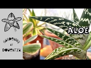 My Aloe Collection & How I Grow Them