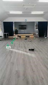 Irish Red and White Setter Rally Obedience Training no 1