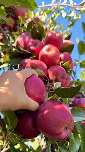 Amazing Red Delicious 🍎🍎🍃 #apple #reddelicious #reelsfypシ #everyone #fruitphotography #farmlife #usa | It’s Amirah’s Diary