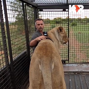 270K views · 40K reactions | Just how do lion prides work? This #WildlifeWednesday join Kevin and Meg as they head out for a walk and discuss the intricacies of the pride. You might just learn something new! Kevin Richardson #lionprides #askmeg #wildlife | Kevin Richardson | Facebook
