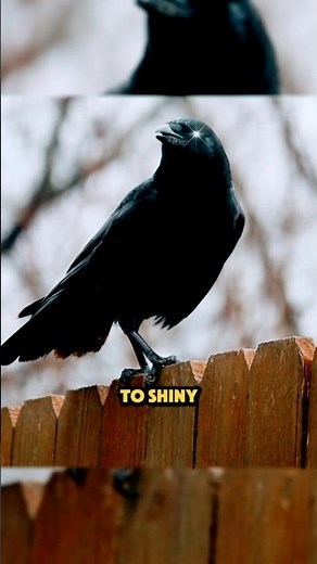 Why Do Crows Love Shiny Things?