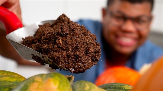 How to grow and harvest your own Halloween pumpkins