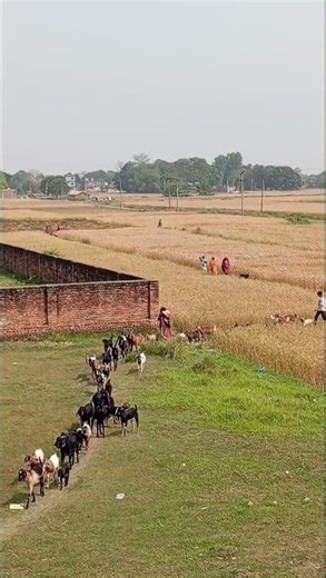 Local people 🇳🇵