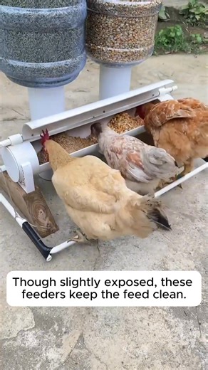 DIY poultry feeder #gardeningfun #gardening_feature #urbangardening | Gardening Hacks