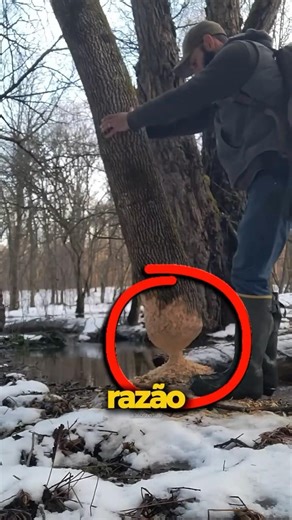 Nunca tente derrubar uma árvore que um Castor Mordeu! 😮🦷