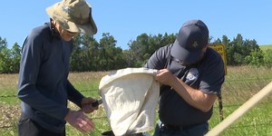 Leafy spurge combatted with flea beetles in Morton County