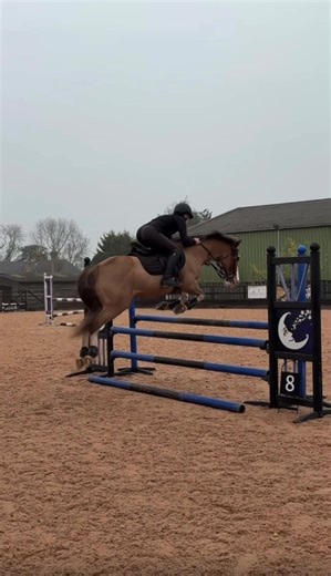 Mastering Equestrian Show Jumping Techniques