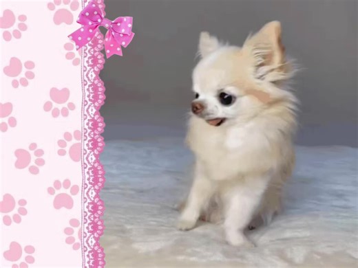 🦴🐾🎀||tags:#chiuhuahua #spoiled #mood#justdance #viral | chihuahua dog