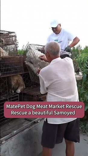 Rescue a beautiful Samoyed dog