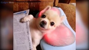 Dog getting a head massage relaxing. | Gadgets Ideas