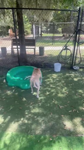 💕We just love putting two new dogs together and seeing them become friends ! | All 4 Paws Animal Rescue