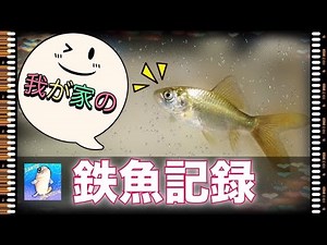 我が家の鉄魚記録！