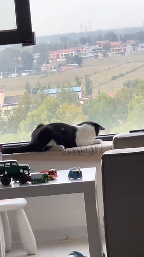 Master Cat is checking my writing results, and it seems that he is not very satisfied! | My Kittens