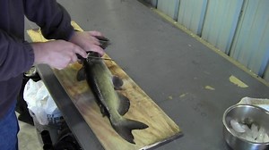 How to fillet a catfish
