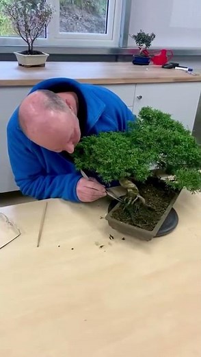 Master at Work 🌿 | Lloyd Styling His Beautiful Juniper Bonsai