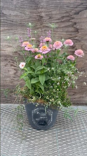 ジニア シンデレラを使った寄せ植え I make pot gardening #flowers #plants #gardening #寄せ植え
