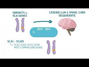 Spinocerebellar Ataxia: Symptoms, Types & Genetic Inheritance