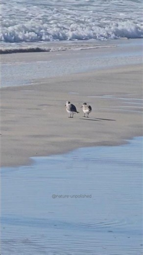 Small seagulls enjoying the beach view #birds #sea #seagulls