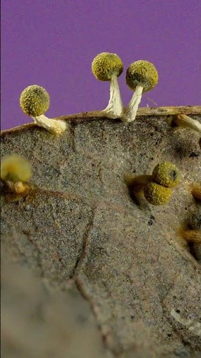 info on my macro photography gear 🍄✨❤️ #mycology #macrophotography #photography #mushroom #fungi