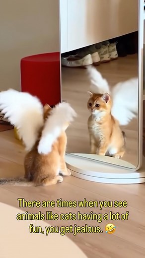 Cat reflecting on the mirror #cat