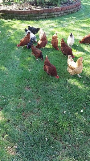 Happy Hens Play In The Backyard #chicken #freerangechickens