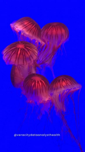 "Embark on a journey to better health with us! Explore Veracity Data...