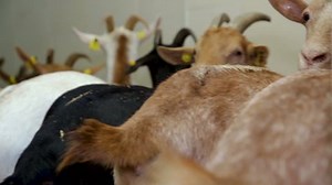 Farm Woman Worker Barn Cow Milking Stock Footage Video (100% Royalty-free) 1028255618 | Shutterstock