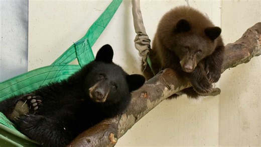 Cincinnati Zoo announces addition of 2 orphaned black bear cubs