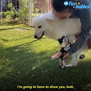 4.9M views · 956 reactions | Halo was taken in by ‘Safe in Austin Rescue Ranch’, a sanctuary for animals and kids with special needs when she was a baby. Watch her grow up from a tiny one-legged puppy to a big girl, running on her own! https://abcn.ws/furbabies | Good Morning America | Facebook
