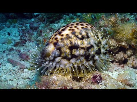 Living Cowries from Kwajalein
