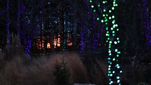 Experience thousands of glowing lights as your drive through our beautiful gardens. | Coastal Maine Botanical Gardens