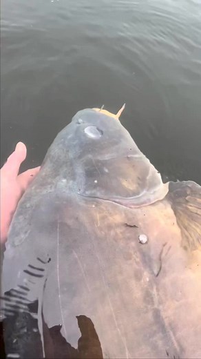 #carpvideos #carpfishing #foryou #foryoupage #fishing #fish