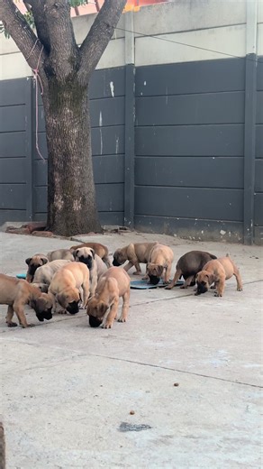Explore Boerboel Puppies: Fun Facts and Care Tips