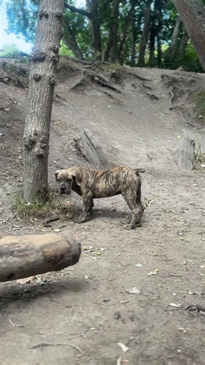 Understanding the Boerboel Breed Characteristics