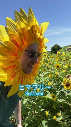 ヒマワリ天国の魅力と楽しみ方