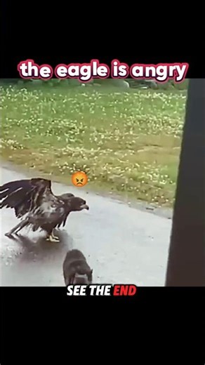 Eagle Takes Revenge on Dog After Attack! #trending #animals #wildlife #dog #eagle #shorts