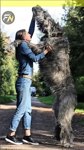 4 Biggest Dog Breeds in the World 😳🐕 #AnimalFacts
