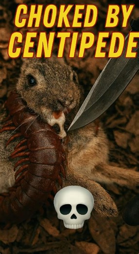 Foaming Rabbit Strangled by Alien Centipede 🐇🪱😱 #animalshorts #animalrescue r #PawsibleRescue