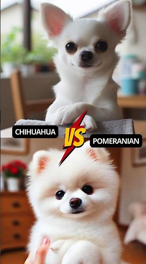 Chihuahua vs. Pomeranian: Ultimate Cuteness Showdown!