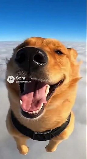 A Dog Goes Skydiving