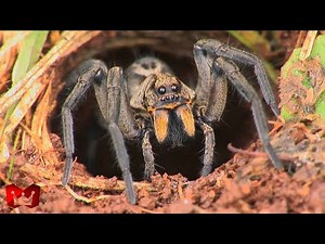 Top 10 Most Dangerous and Poisonous Spiders in the World