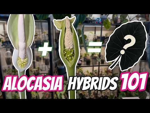 Alocasia Pollination Tutorial for Beginners | Step-by-Step Inflorescence Hybridization Guide