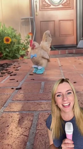 Nubz the chicken learned to walk by wearing stylish boots - and he now has over 30 pairs! Nubz doesn’t have any toes, and the boots help the little Serama chicken get around. 🐓 Find Nubz here: @Calliope Nubz #chicken #seramachicken #chickensoftiktok #rescueanimals #goodnews #positivecontent