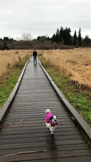 Puppy Running Very Fast on a Park Trail #park #puppy #animals #pets #running #trail
