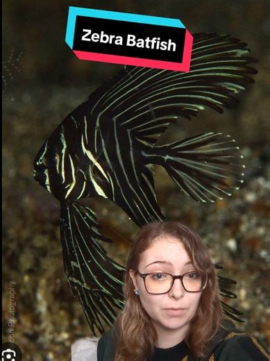 Zebra Batfish #fish #batfish #zebrabatfish #humpheadedbatfish #marinebiology