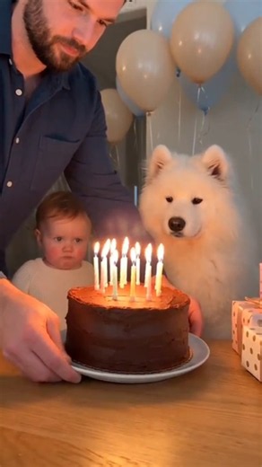 Kitten Ruins Puppy’s Birthday Cake 😹 || Baby Gets Mad || Samoyed Barks Back 😂