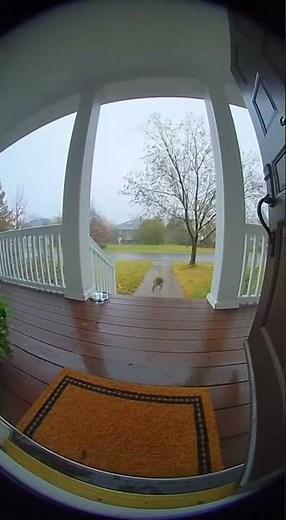 Dog TERRIFIED By Lightning Strike!